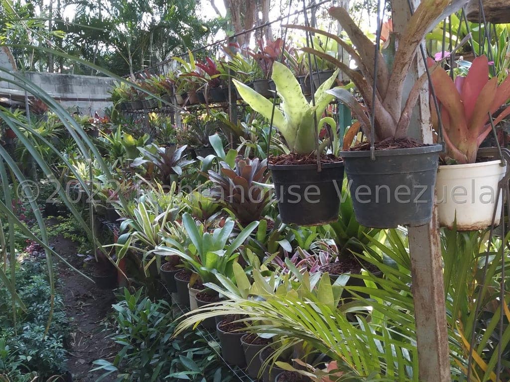 Foto 7 de Terreno en Los Chorros, Caracas